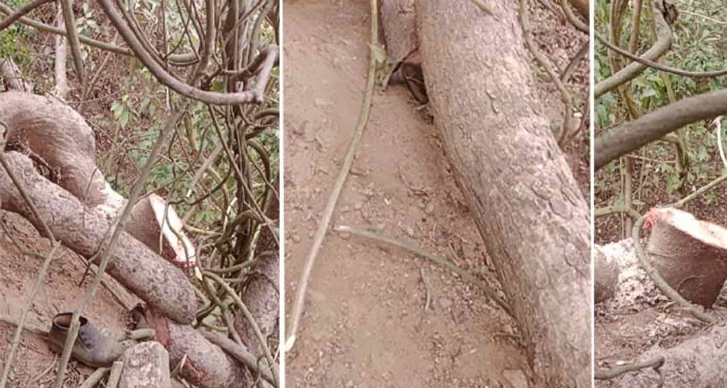 Himachal kangra jawali tree fell on man