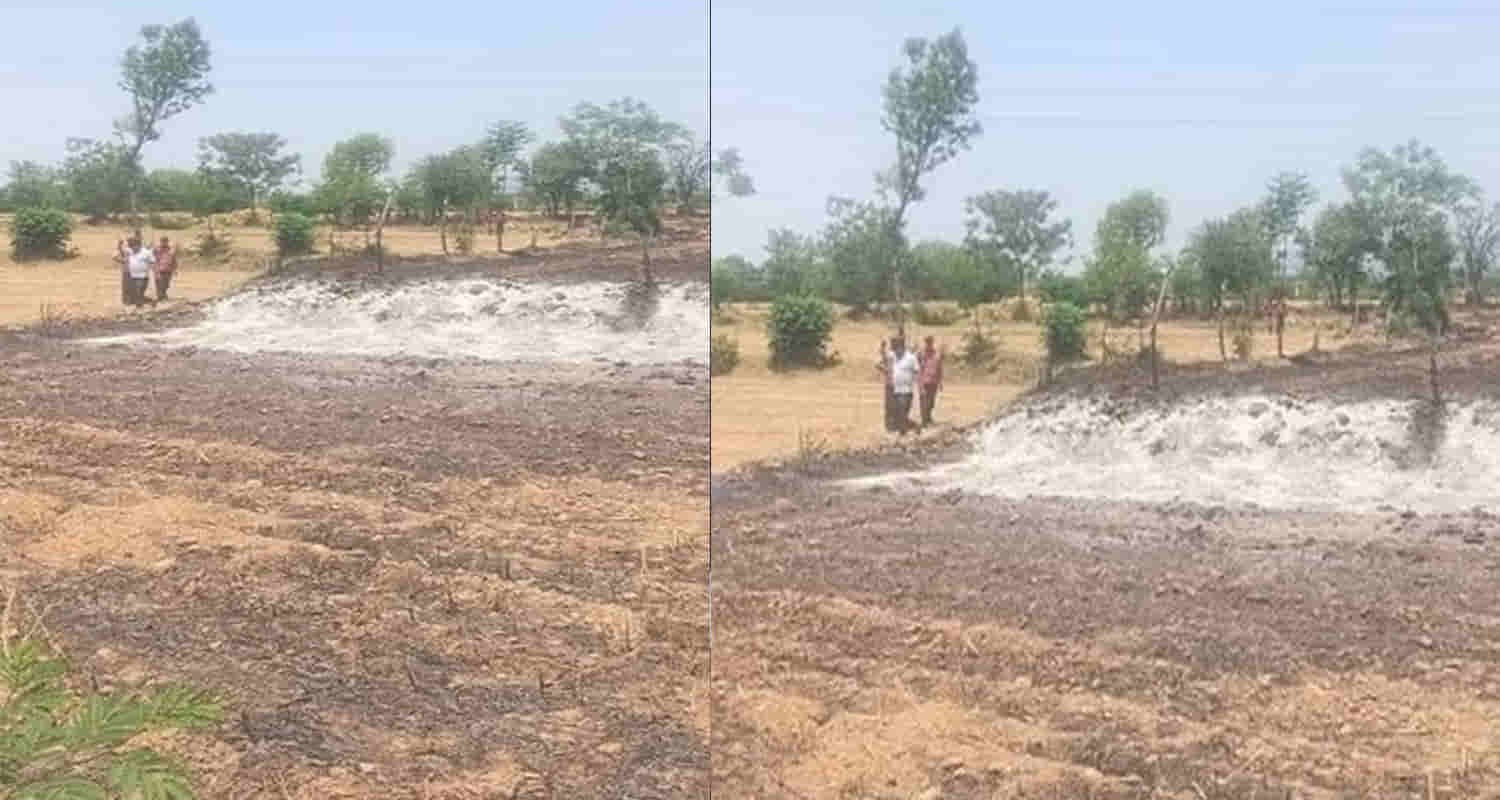 Wheat burnt with farmer old man nalagarh solan himachal