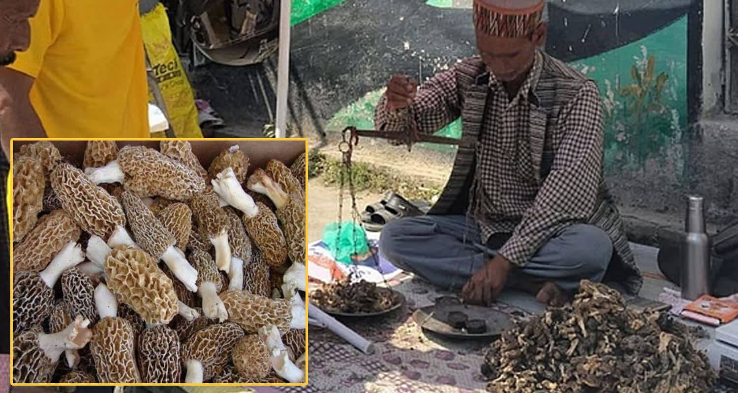gucchi mushroom