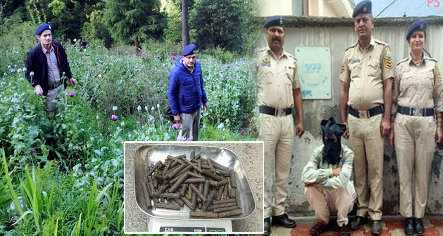 हिमाचल पुलिस ने नष्ट किए अफीम के हजारों पौधे, 21 साल के युवक से मिली चरस की बड़ी खेप Charas Smuggler