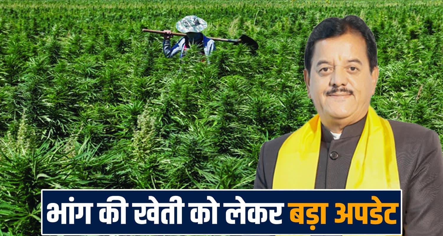cannabis cultivation policy implemented license cctv monitoring sunder singh thakur sukhu government