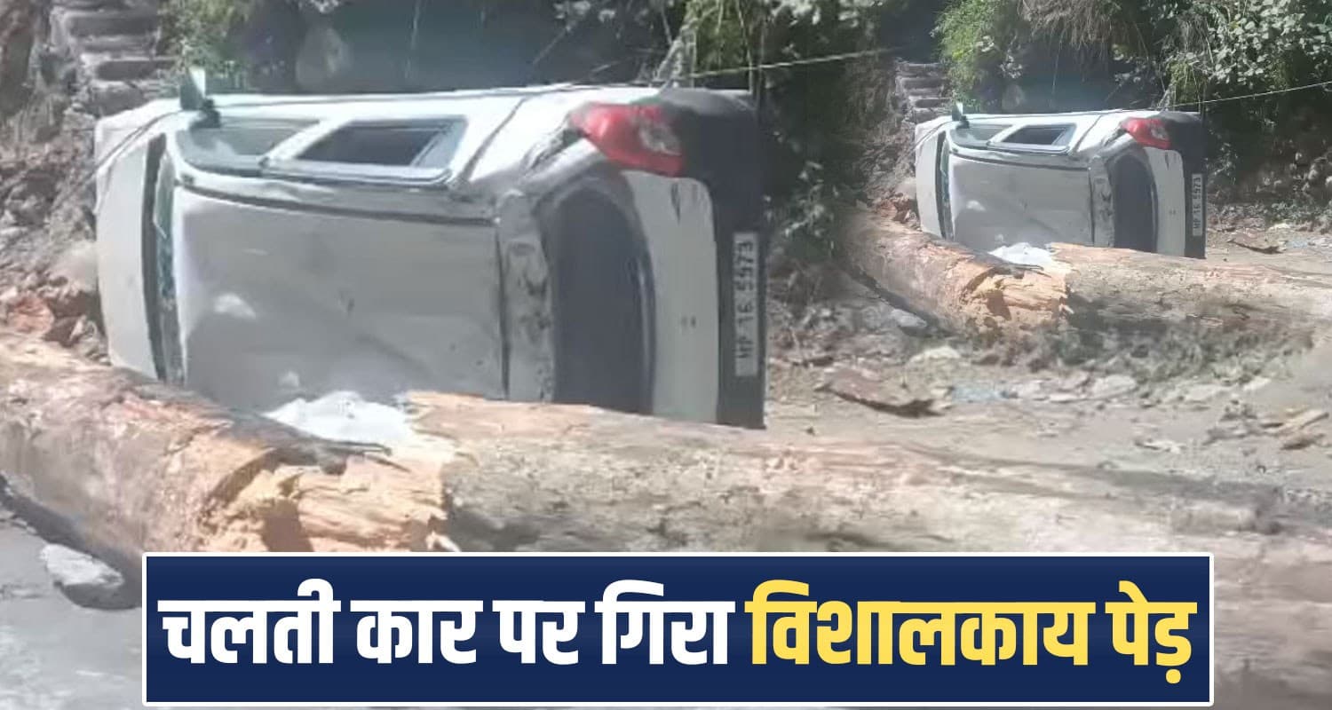 dry-pine-tree-falls-on-road-in-nerwa-two-cars-damaged-boy-job-joining-day