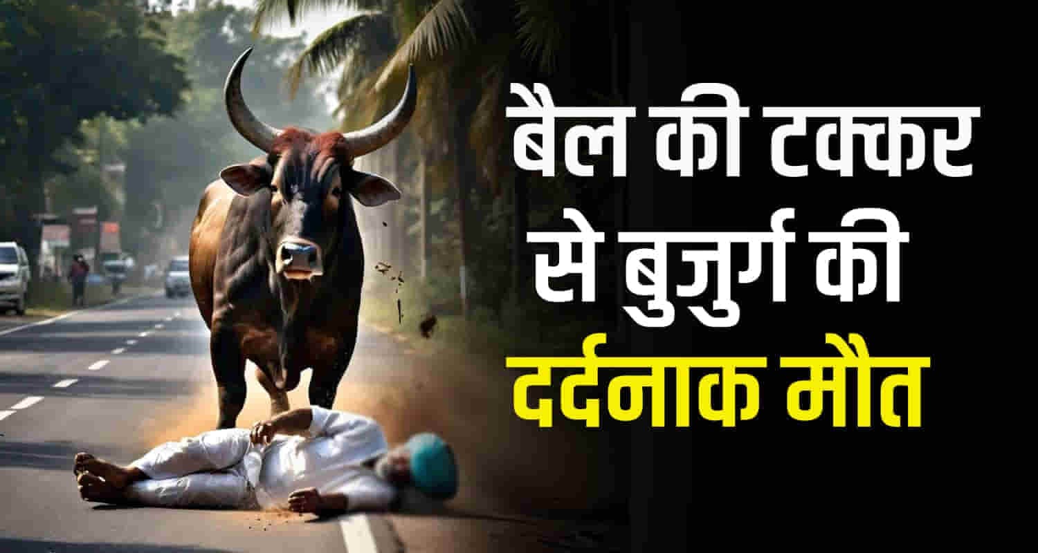 Seventy five years old man hit bull kangra himachal