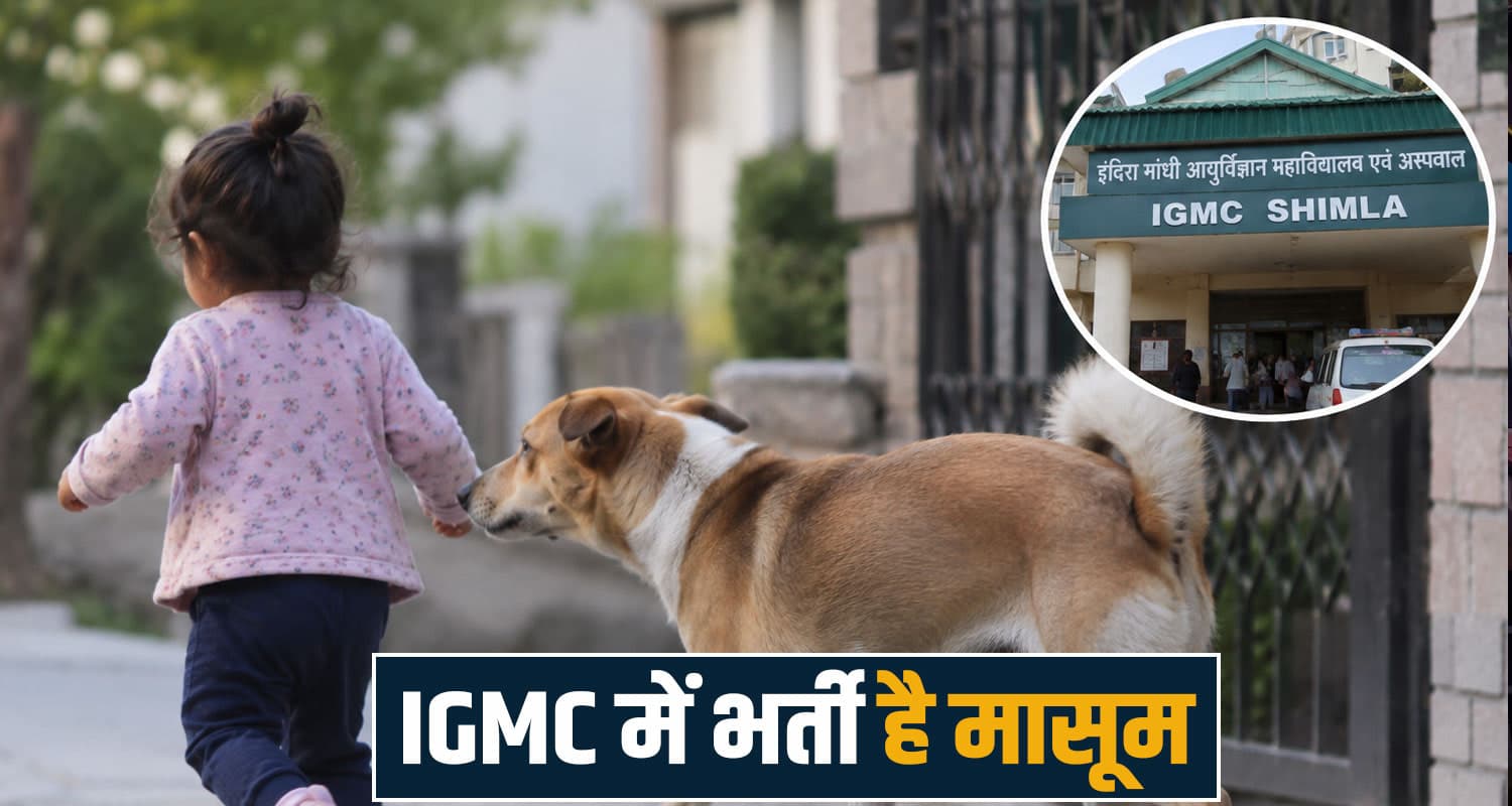 dog house shankli shimla himachal igmc treatment hospital