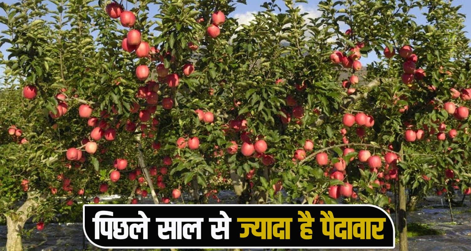 himachal news