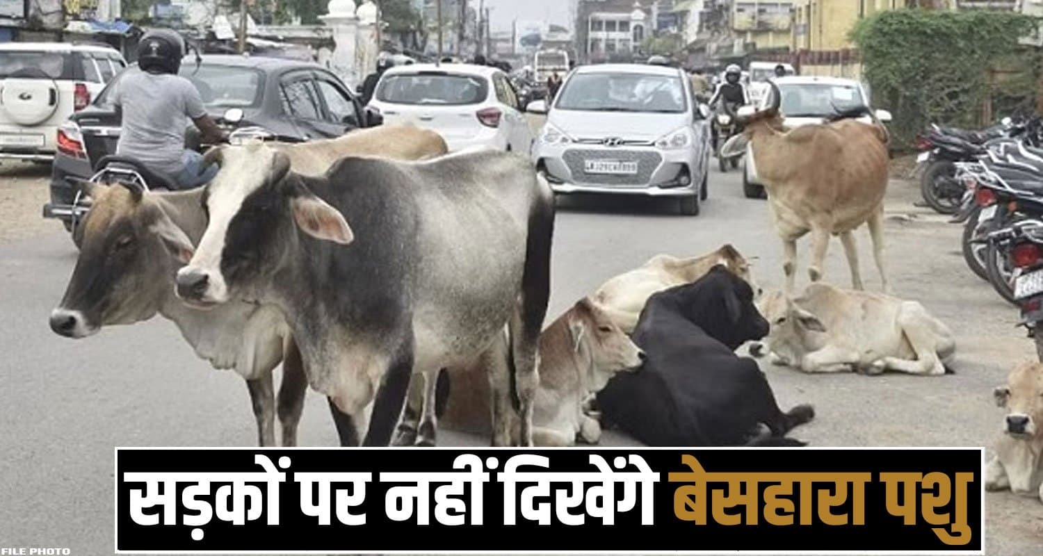 Himachal Stray Animals