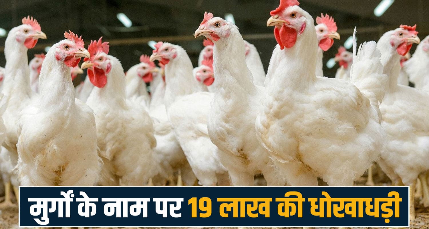 himachal news sirmour majra police station poultry fraud qsa poultry india