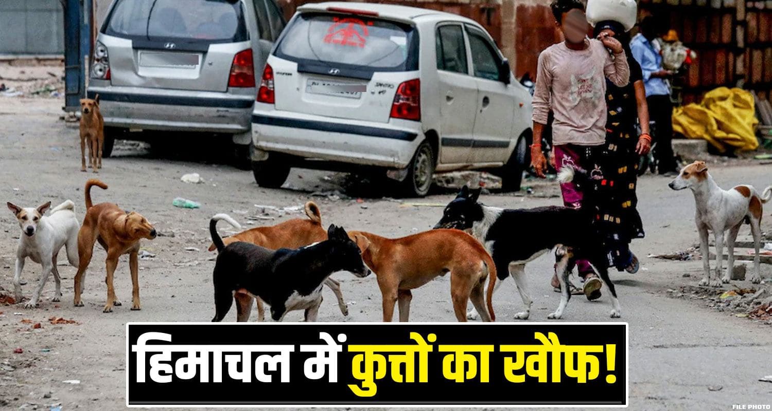 Himachal Pradesh Street Dogs