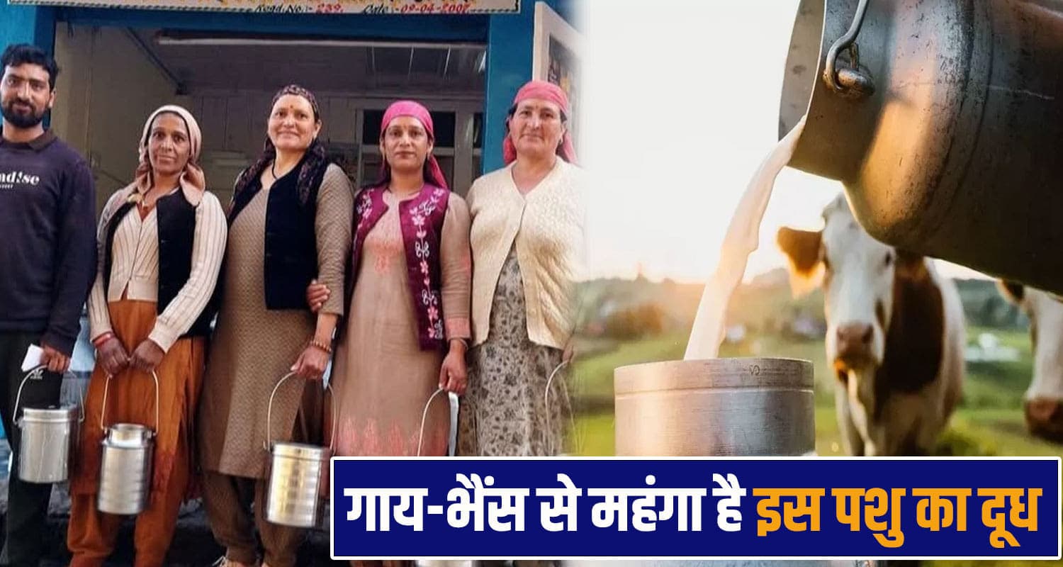 Milk Rate Himachal