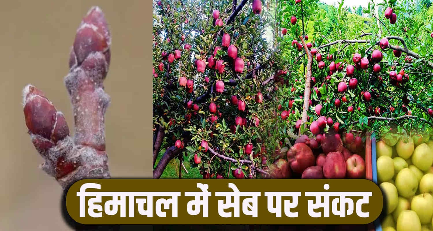 apple himachal
