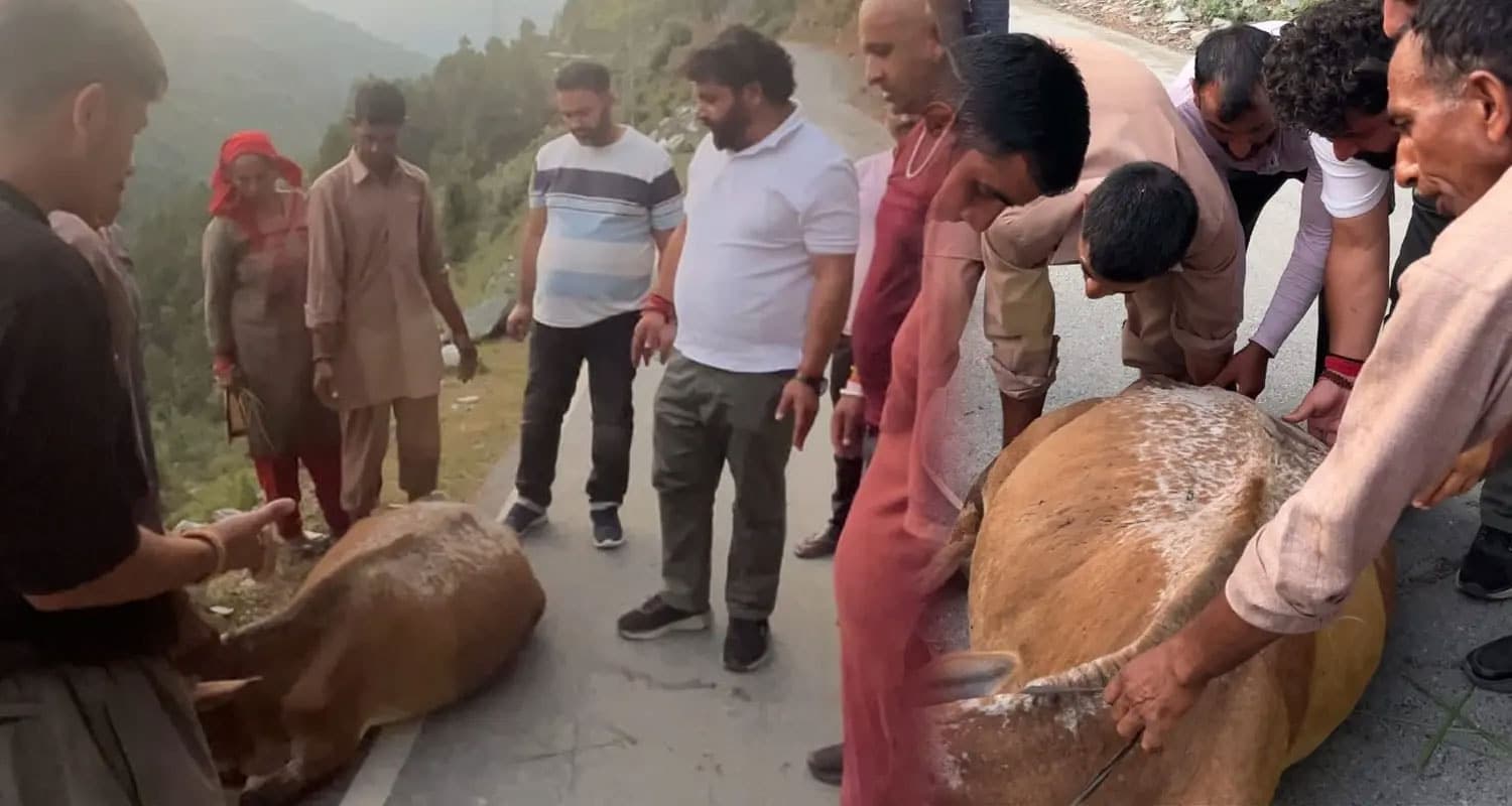 हिमाचल : पहाड़ी से गिरी थी गाय- मौके पर पहुंचे BJP विधायक, आगे क्या हुआ- यहां पढ़ें Chamba News