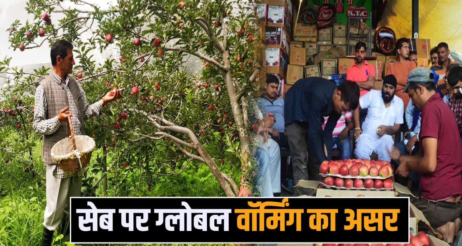 APPLE SEASON IN HIMACHAL