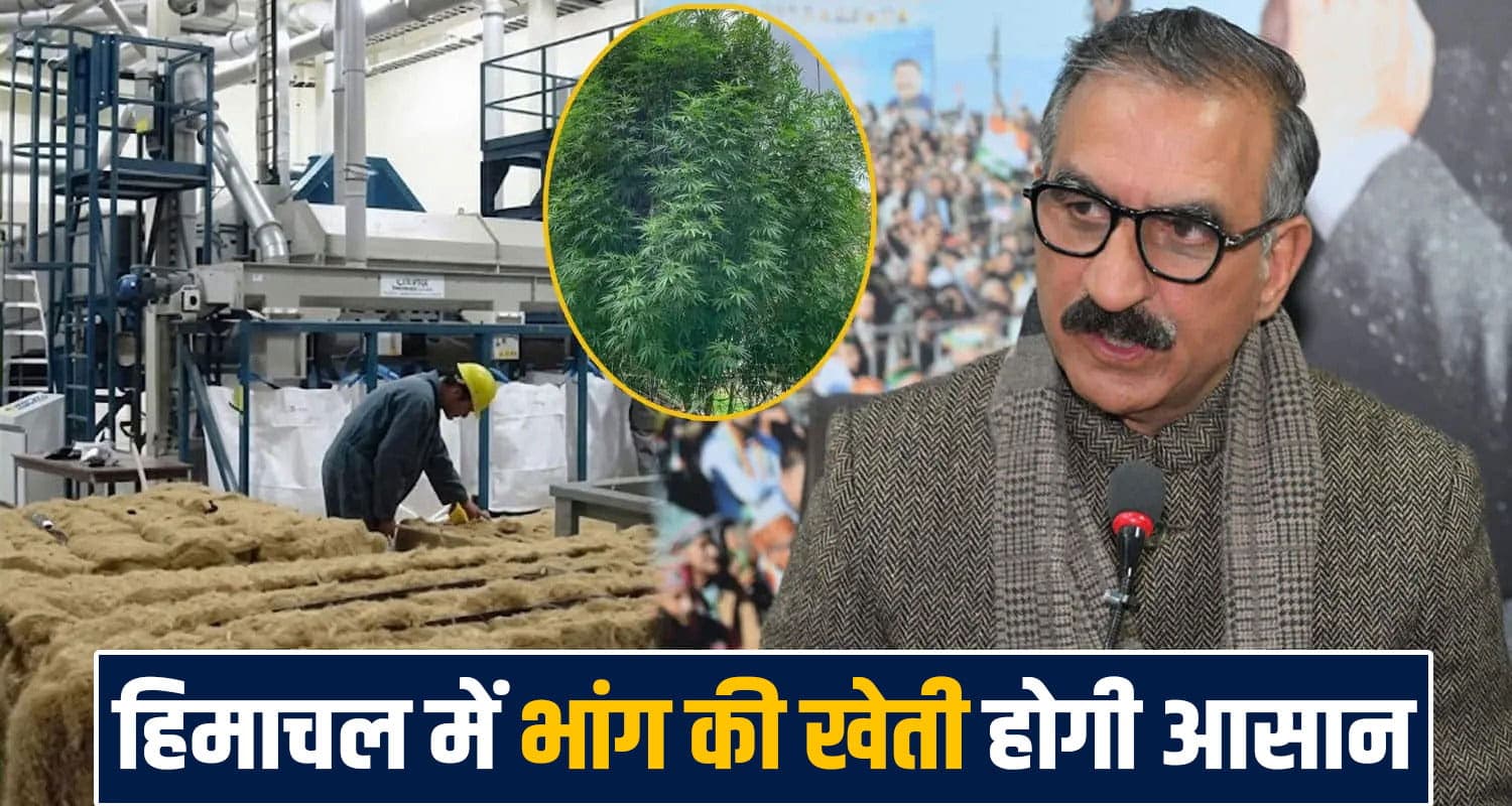 Himachal Cannabis Cultivation Hemp Farming Medicinal Cannabis Scientific Use Himachal Government