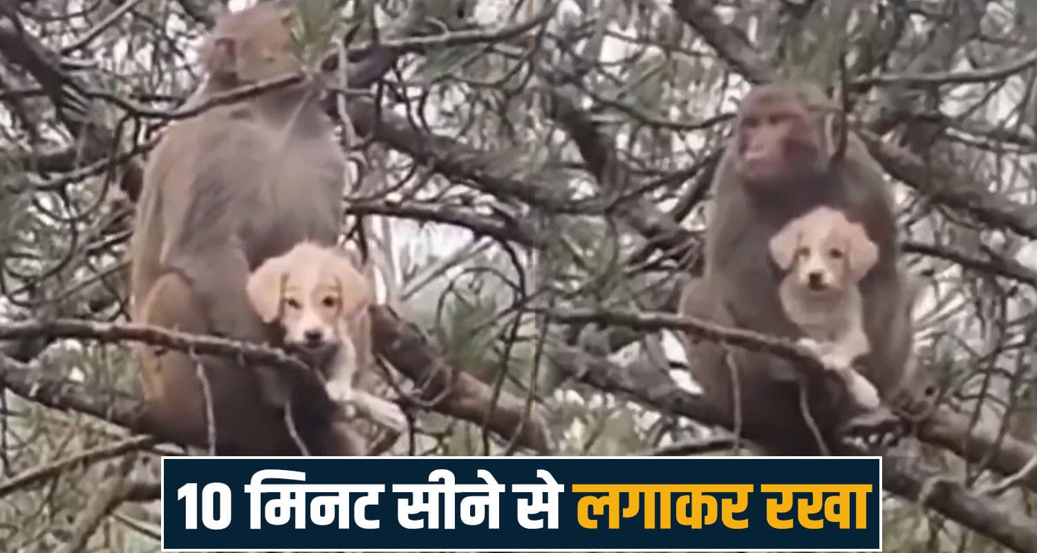 हिमाचल : मासूम को लेकर पेड़ पर चढ़ा बंदर, सीने से लगाकर रखा- लोगों की अटकी सांसें monkey tree dog puppy public viral video mandi rewalsar himachal