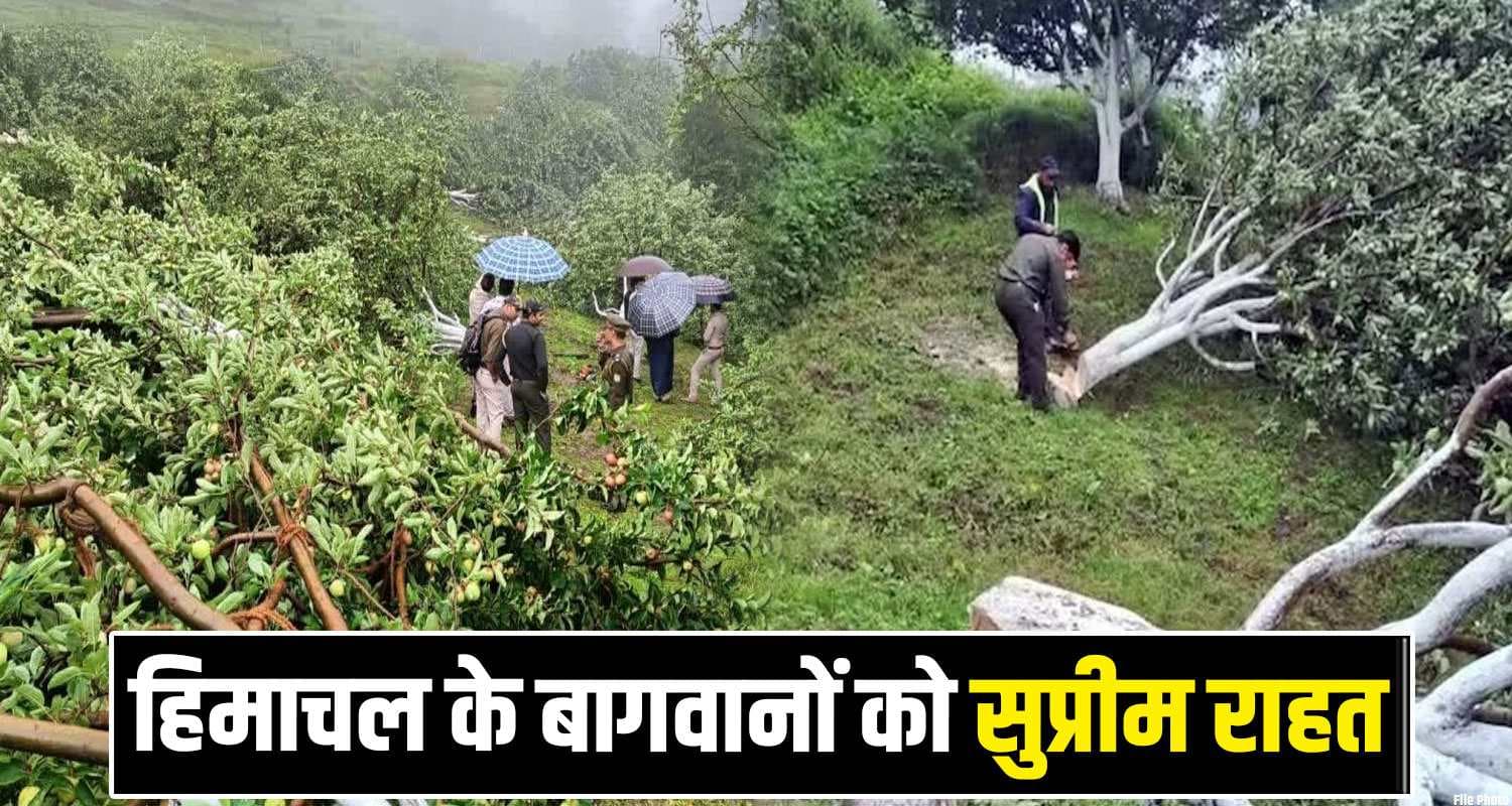 Supreme Court Rejects Himachal High Court Decision Apple Trees