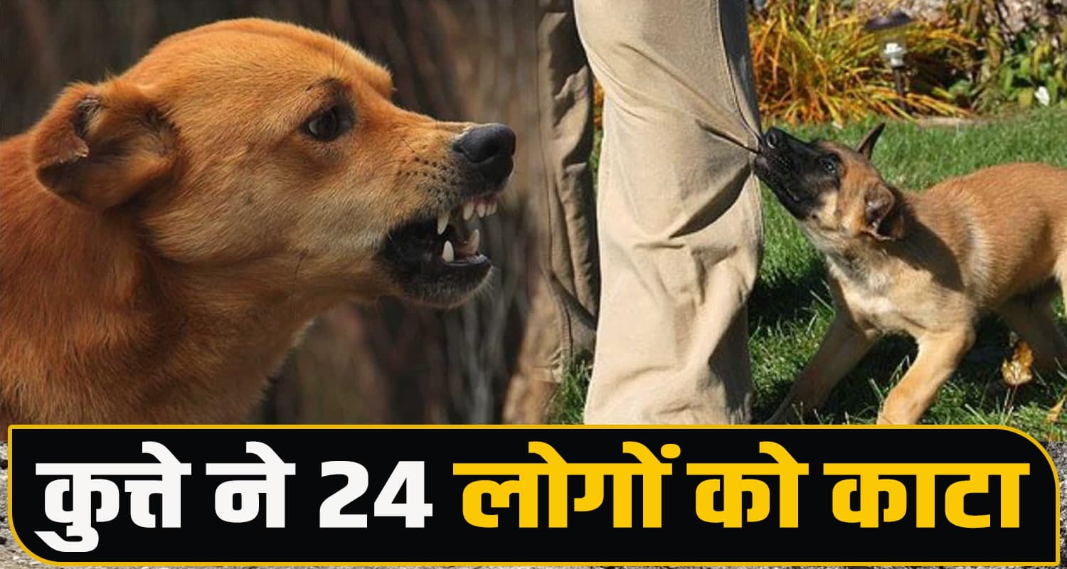 Hamirpur Dog Attack
