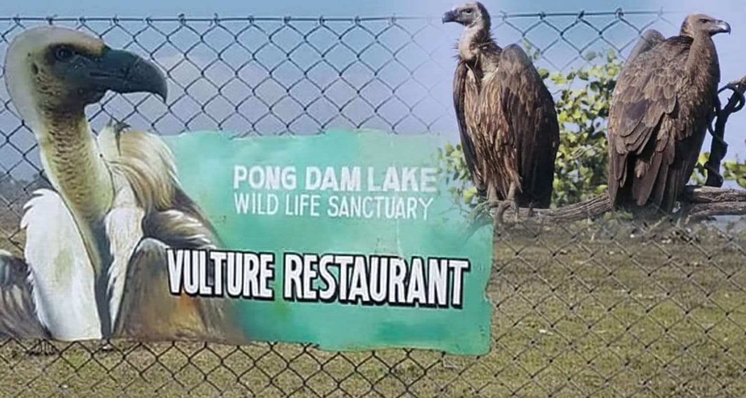 हमारे हिमाचल का अनोखा रेस्टोरेंट- जहां इंसान नहीं सिर्फ गिद्ध खाते हैं खाना, रोजाना होती है दावत Himachal Vulture Restaurant