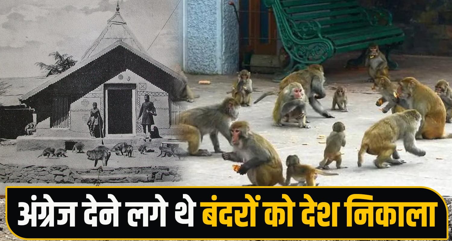 Shimla Monkeys
