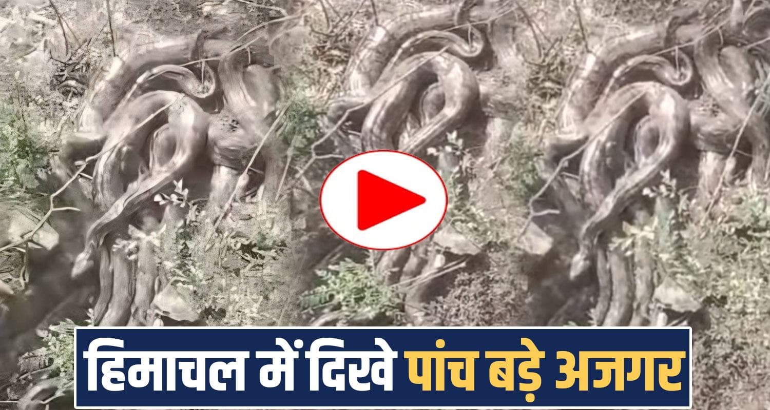five pythons video kangra himachal pradesh social media