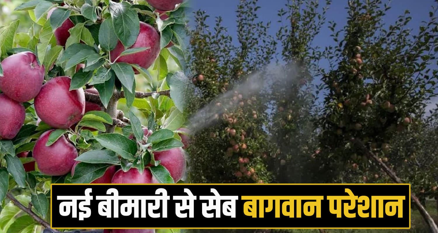 apple fungus alert