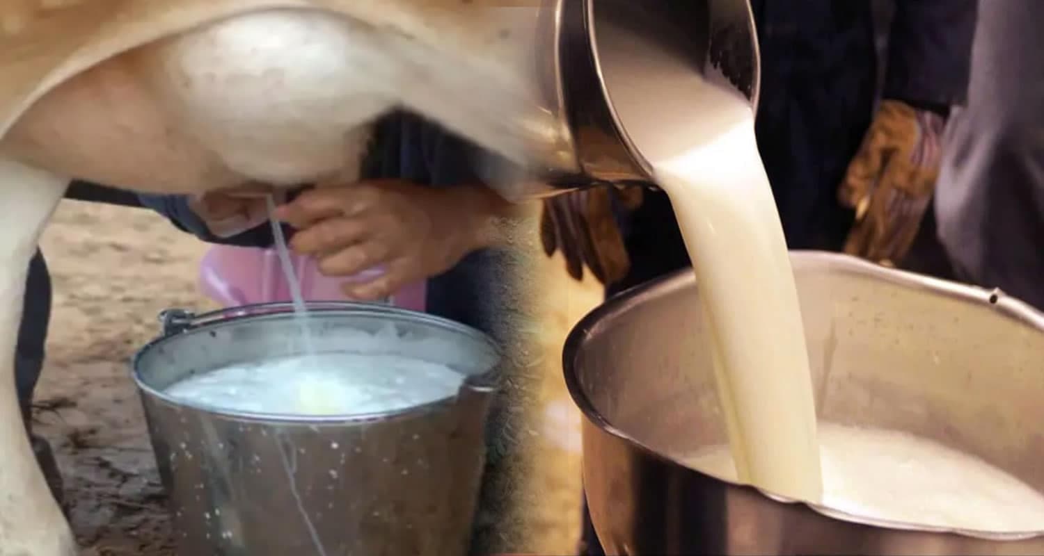 Cow Milk Hamirpur