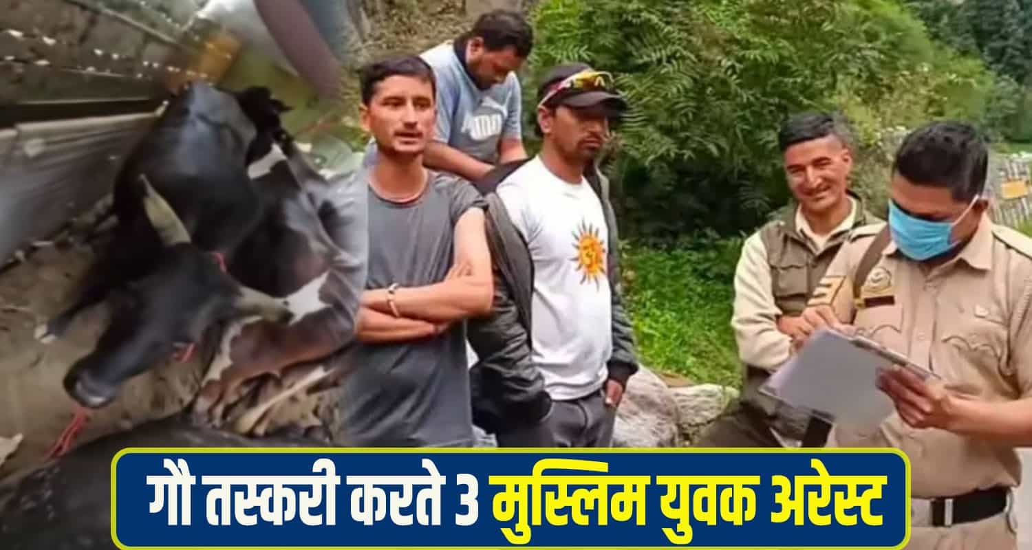 Cow smuggling racket  manali