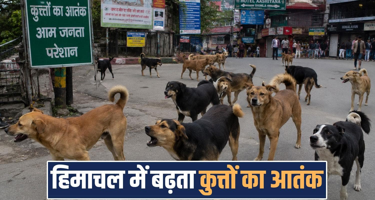 himachal news shimla stray dogs dog bite cases rabies supreme court