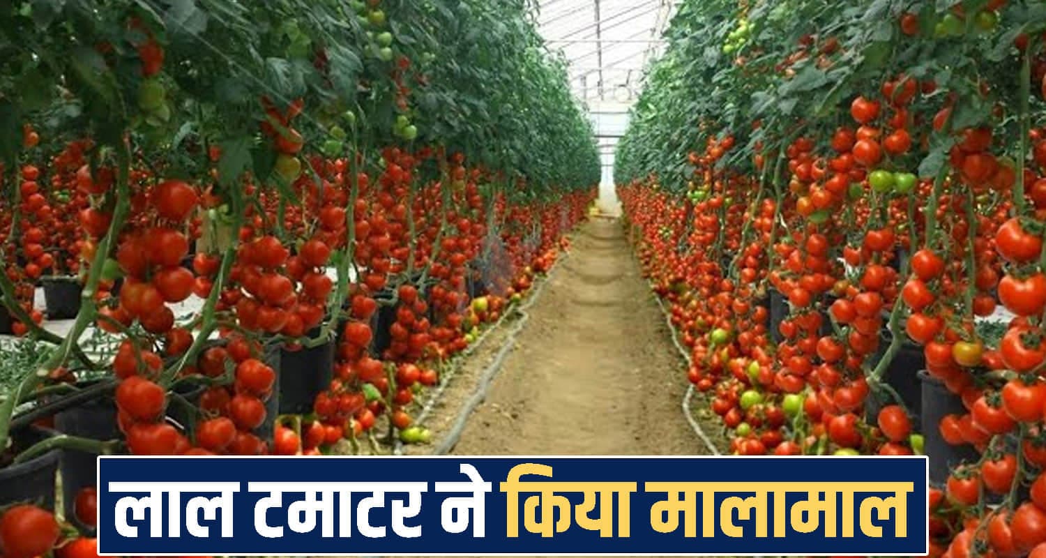 Tomato Farming Himachal 