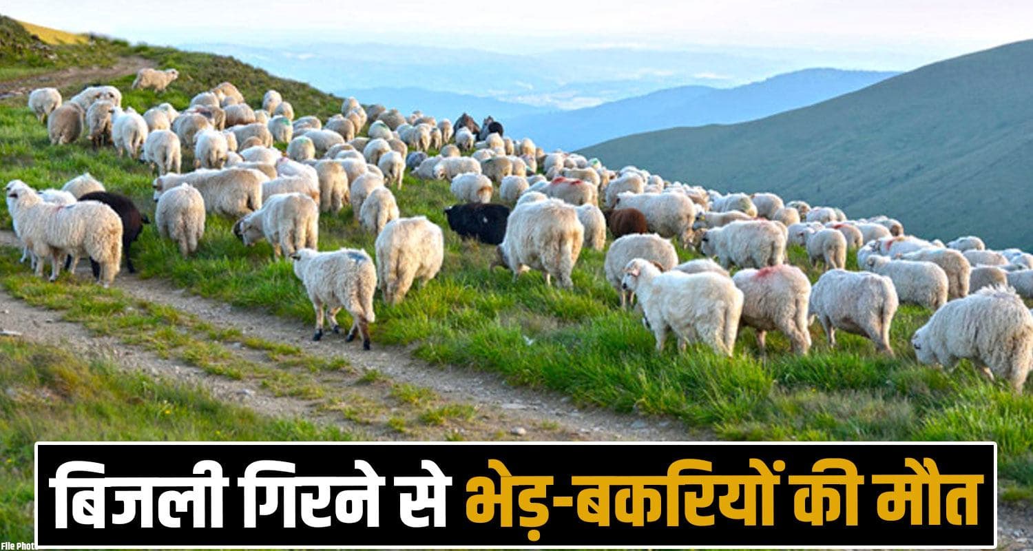 Solan lightning sheeps goats sheperds himachal weather today