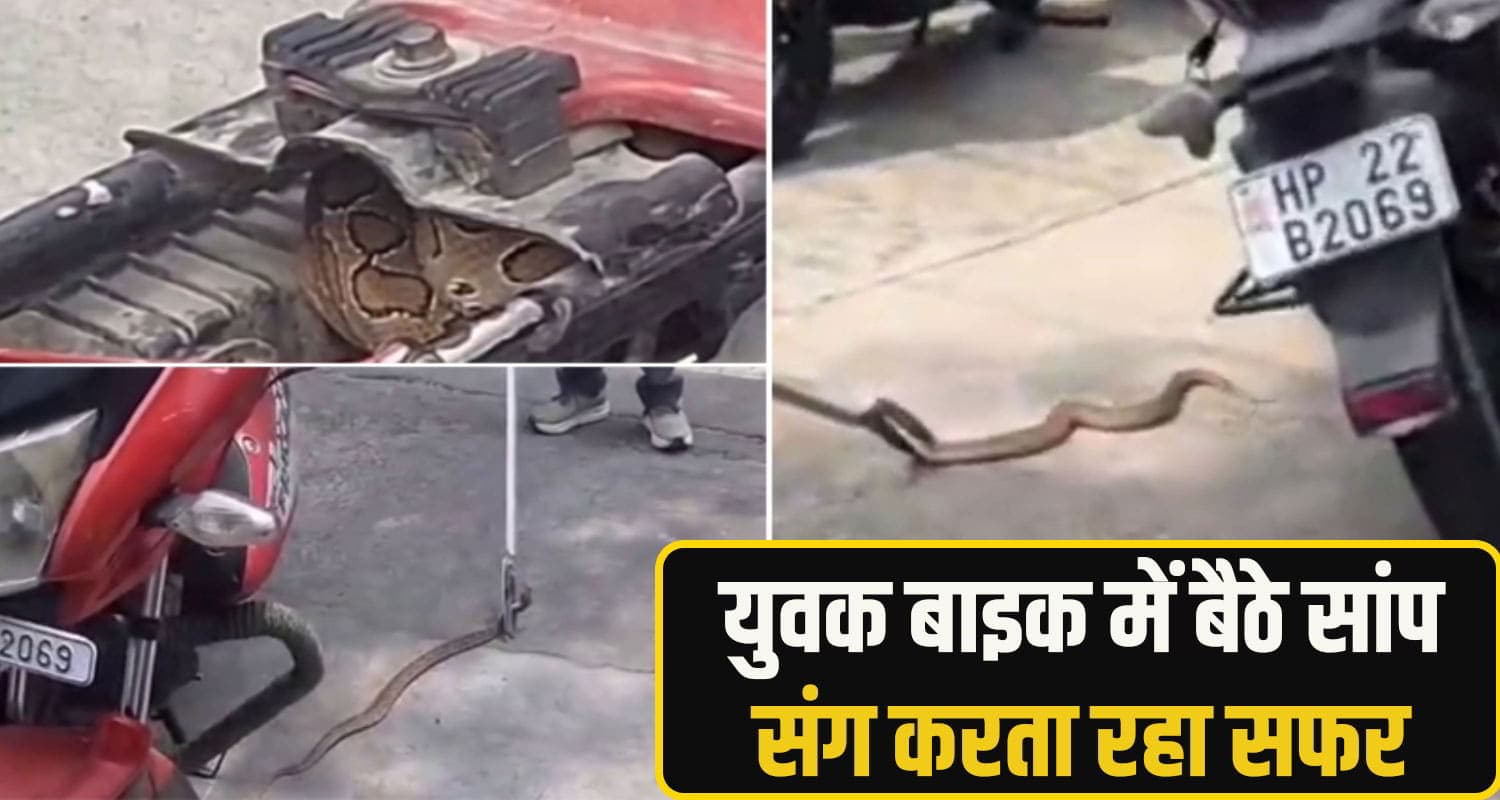 hamirpur snake