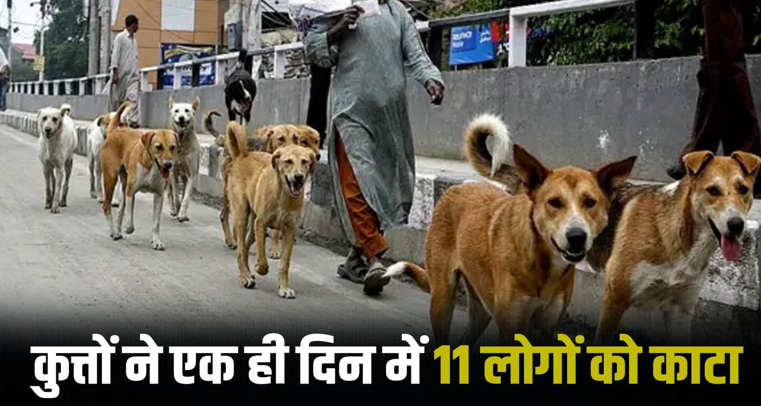 हिमाचल : सुबह-सवेरे स्कूली बच्चों पर झपटे लावारिस कुत्ते, शिक्षक समेत 11 पहुंचे अस्पताल- सहमे लोग Stray Dogs