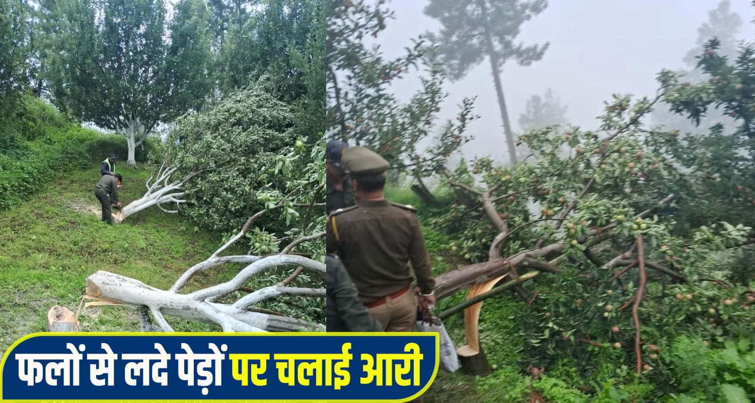 Himachal apple tree