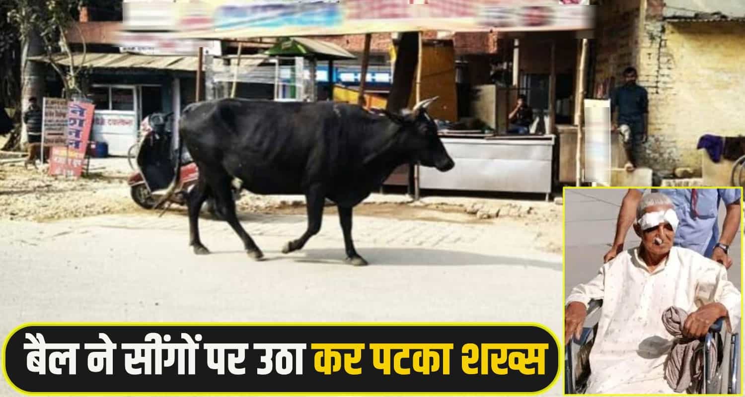 Himachal-bilaspur-Bull--News