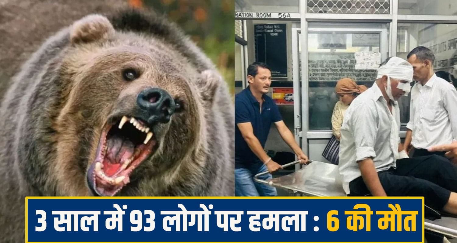 himahal bear attack