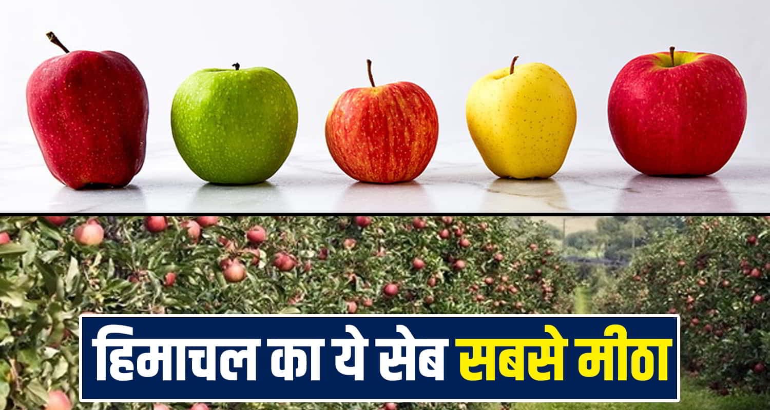 हिमाचल में होता है कई वैरायटी का सेब, जानें किसमें है सबसे अधिक मिठास Himachal Apple Variety