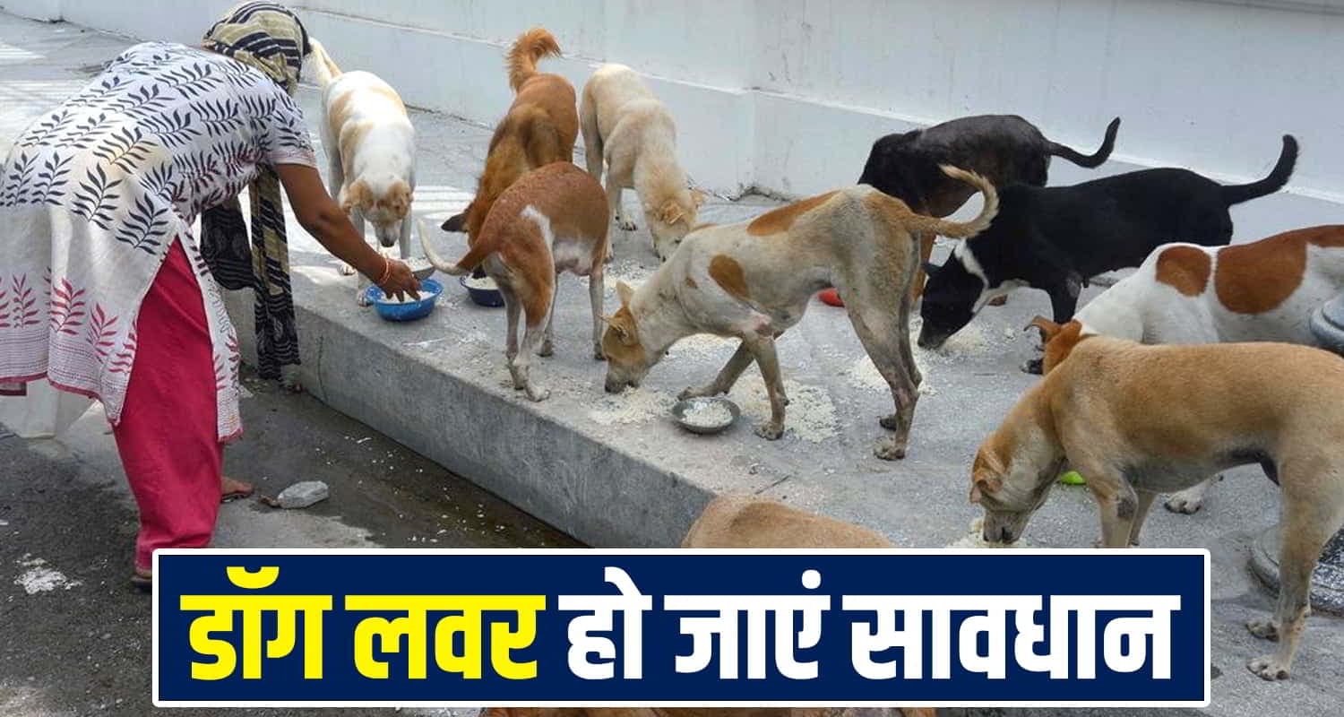 Street Feeding Dog Ban