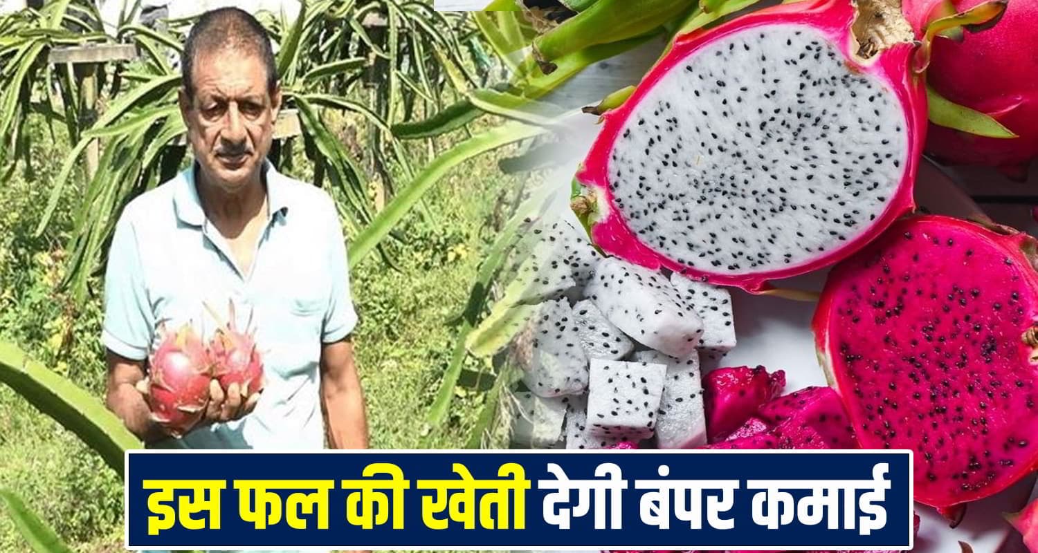 Dragon Fruit