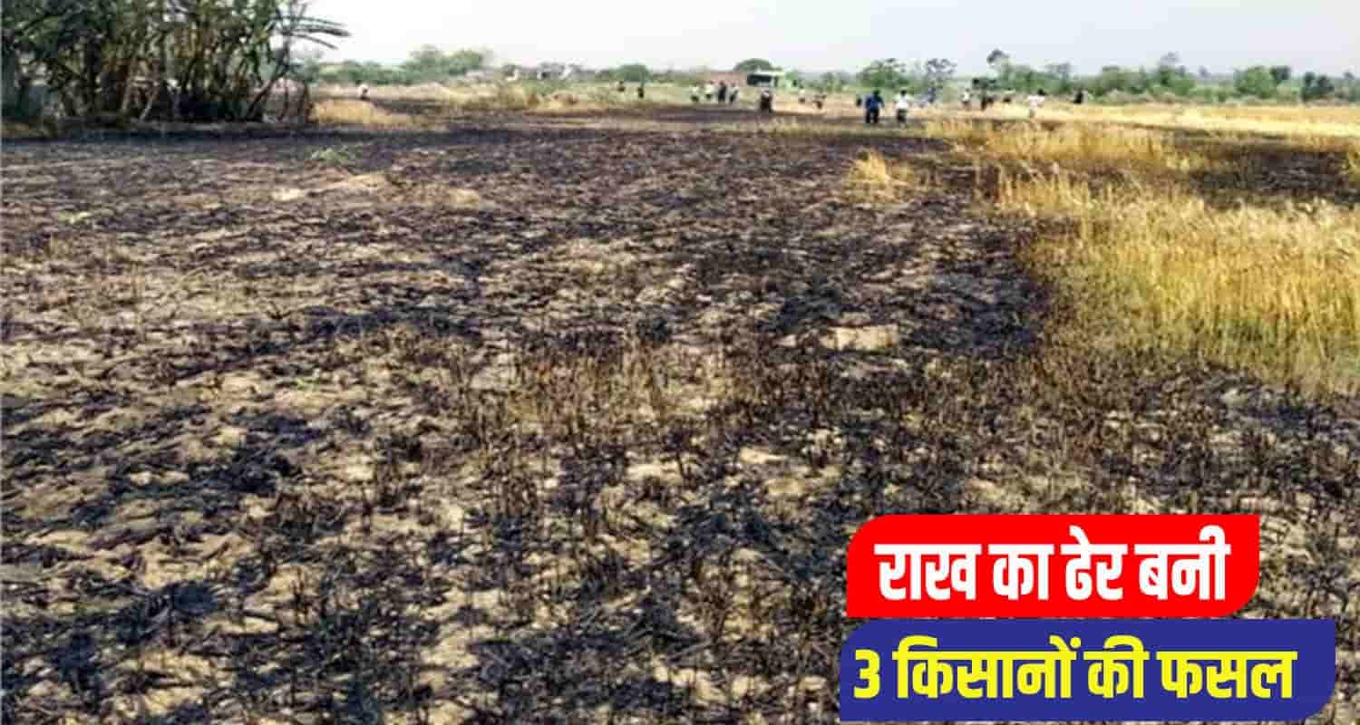 Kanga Farmers wheat crop