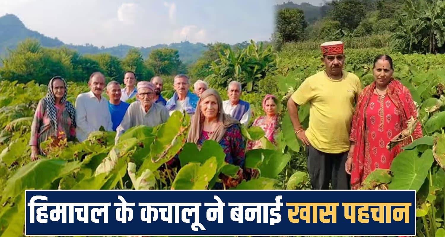 himachal mandi news