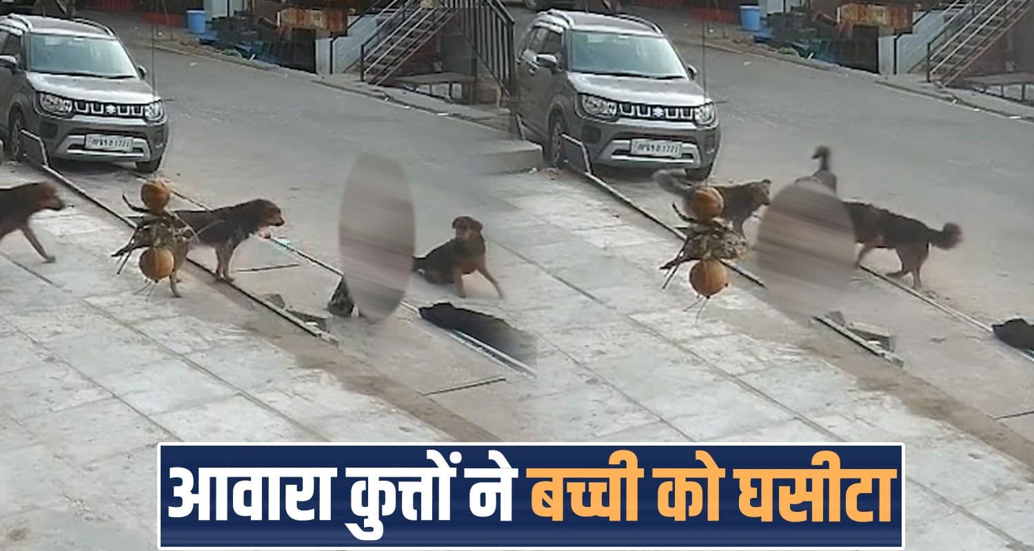 roadside girl kinnaur himachal stray dogs man help