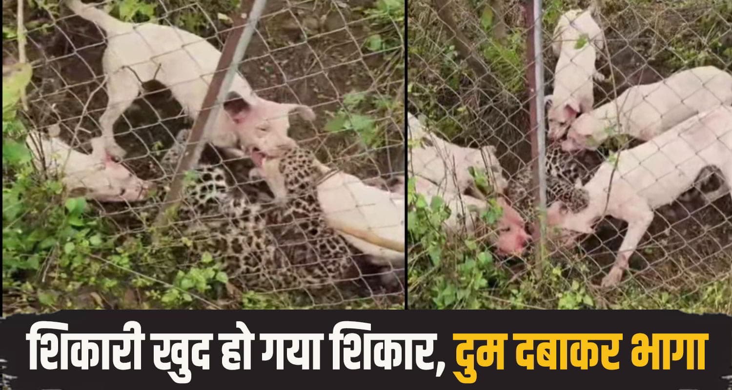 mandi dog leopard fight