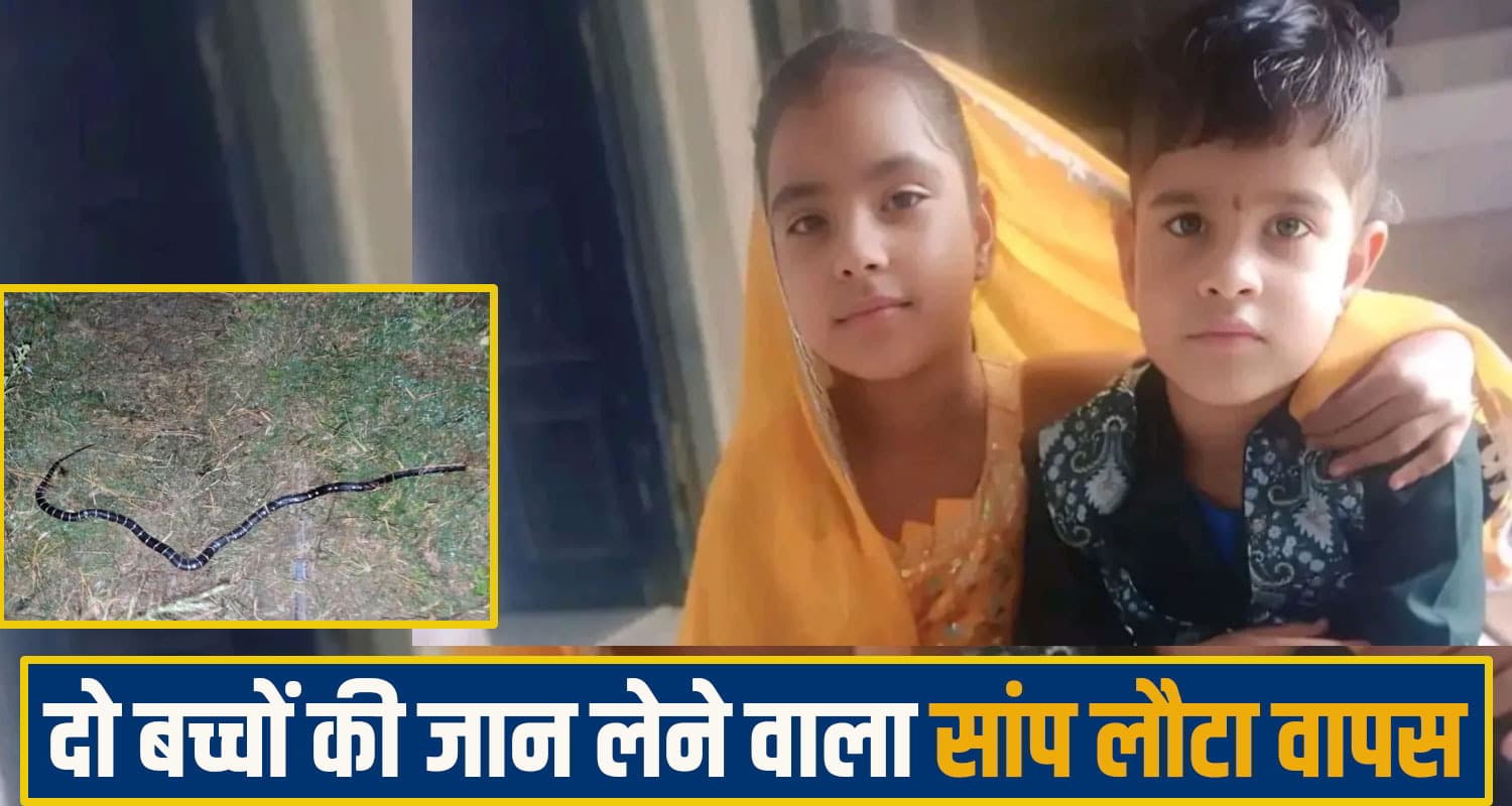 mandi snake bite News