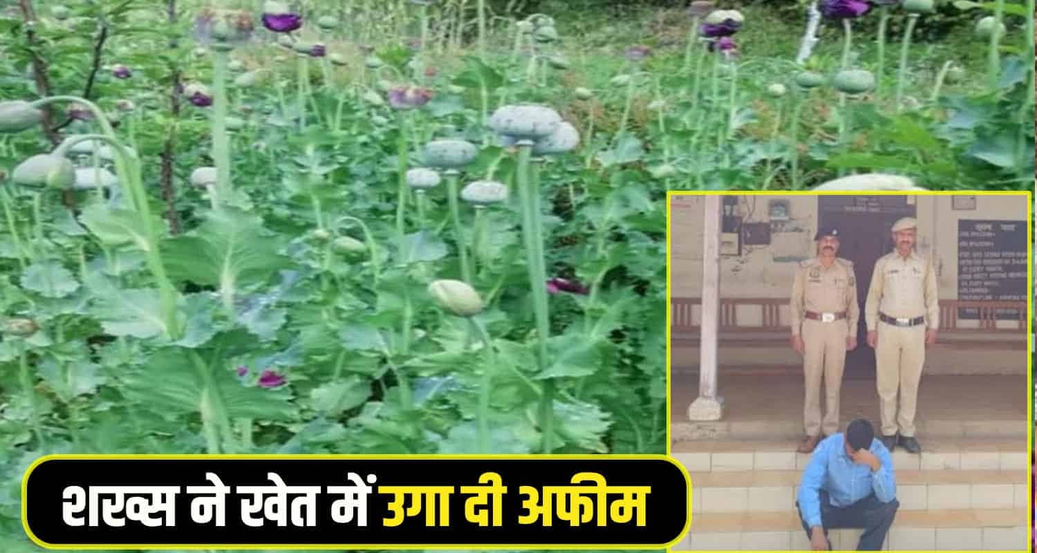 man grew opium field
