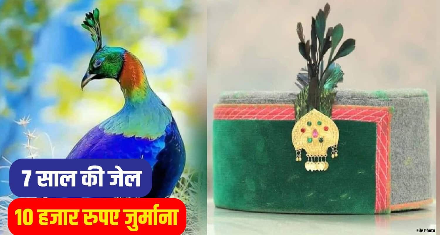 Monal-Bird-himachali-Cap