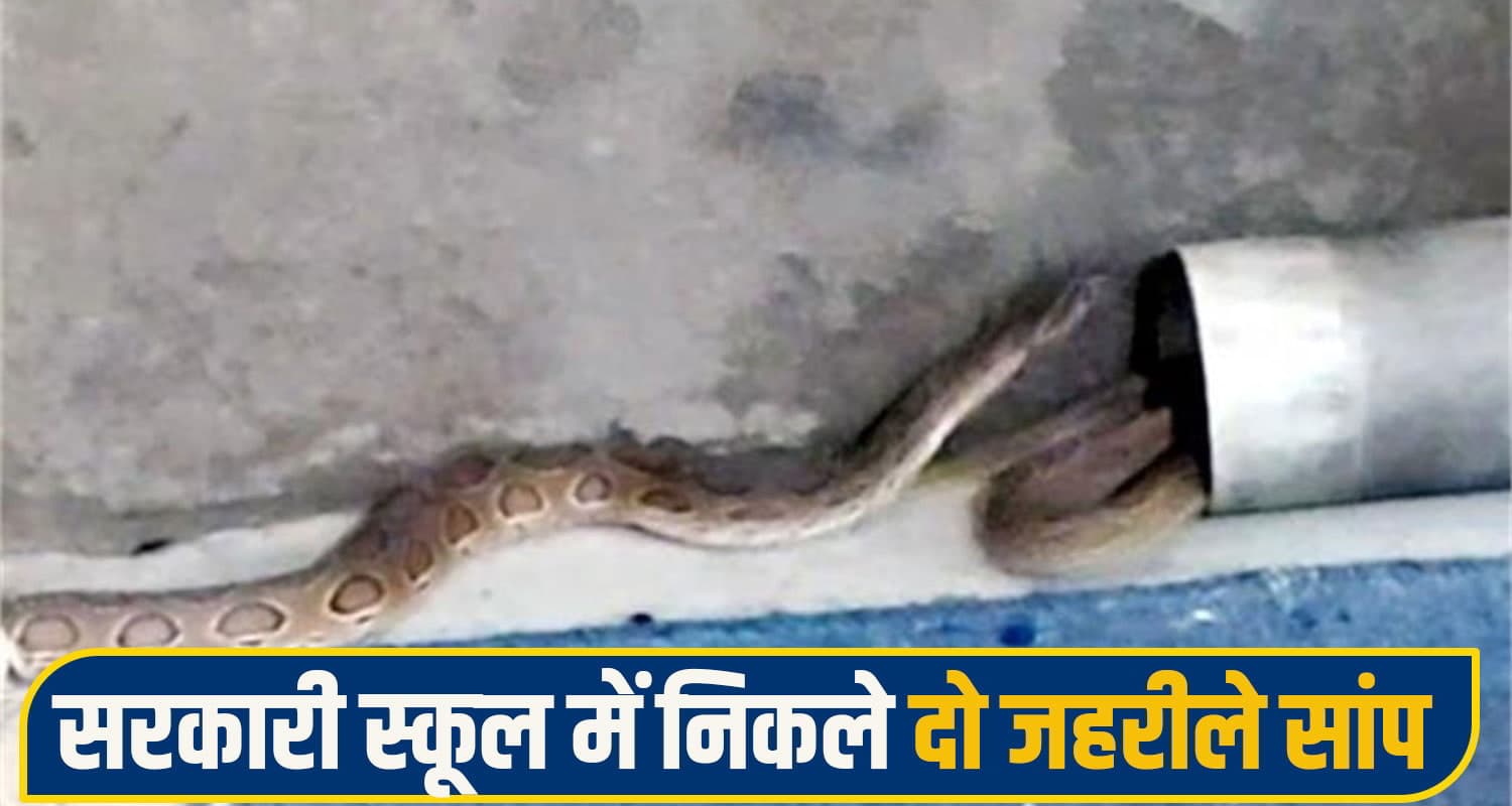 Govt school snake 