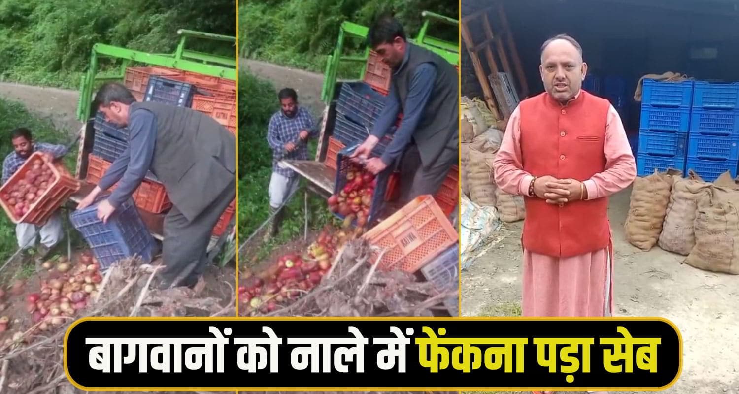 Shimla Apple News