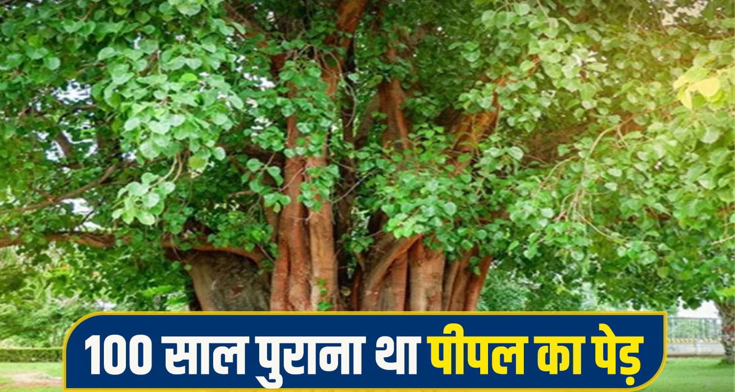 हिमाचल: 100 साल पुराने हरे भरे पीपल के पेड़ पर चला दी आरी, SDM को नोटिस - मांगा जवाब solan tree cutting