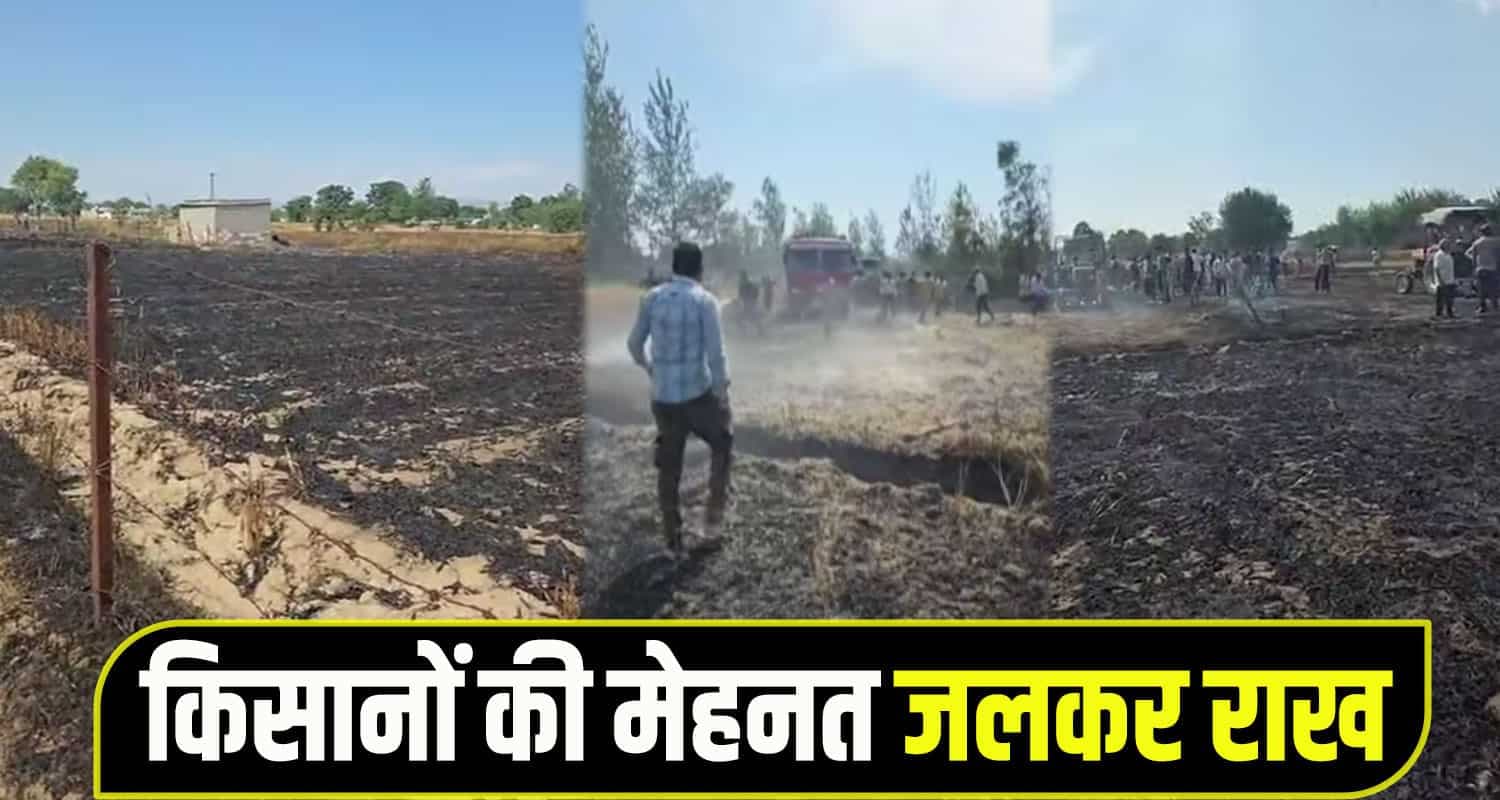 una Farmer Wheat crop