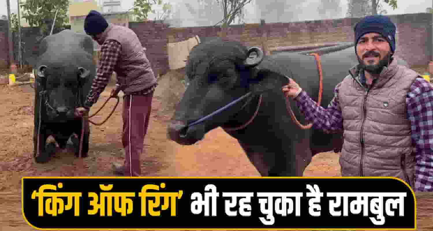 Male Buffalo Nalagarh