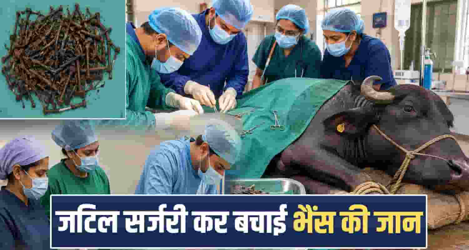 una himachal buffalo surgery veterinary doctors animal health haroli